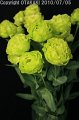 Eustoma Amber W Mint